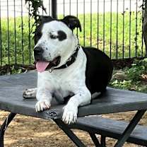 Thumbnail photo of Silas #4