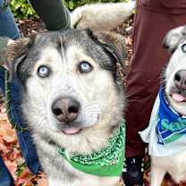 Thumbnail photo of Autumn and Sable #1