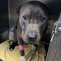 Thumbnail photo of Hendrixx #1