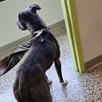 Thumbnail photo of Hendrixx #2