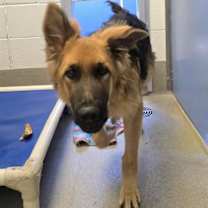 adopt-pet