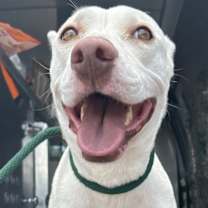 Thumbnail photo of Kira #3