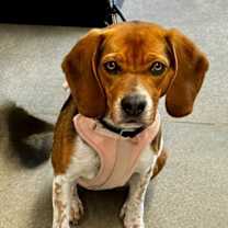 Thumbnail photo of Bailey *Adopt or Foster* #1