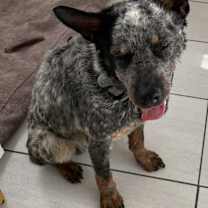 Thumbnail photo of Dale #2