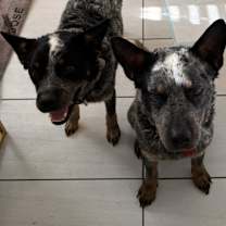 Thumbnail photo of Dale #3