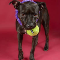 Thumbnail photo of Lily 5460 D #1