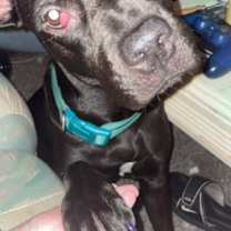 Thumbnail photo of Lily 5460 D #2