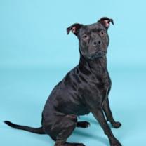 Thumbnail photo of Lily 5460 D #3