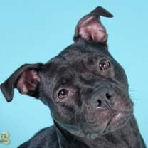 Thumbnail photo of Lily 5460 D #4