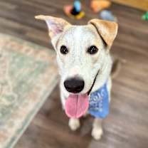 Thumbnail photo of Salt so sweet belly rubs please #1