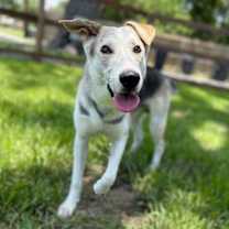 Thumbnail photo of Salt so sweet belly rubs please #3