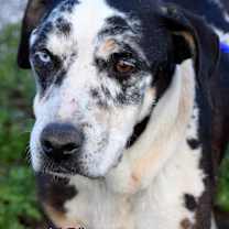 Thumbnail photo of Paco #1