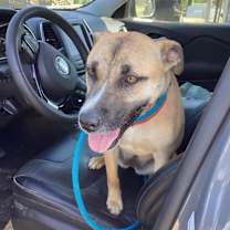 Thumbnail photo of Cassie c wants a home! 🩷 #1