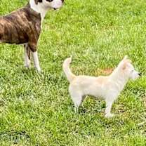 Thumbnail photo of Cleo #3