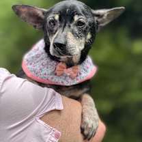 Thumbnail photo of Gapy #1