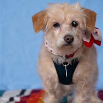 Thumbnail photo of Pattycakes #1