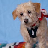 Thumbnail photo of Pattycakes #4