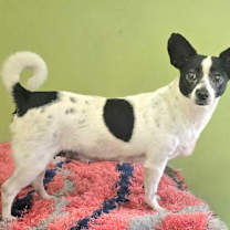 Thumbnail photo of LEXIE #1