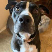 Thumbnail photo of Halo AKA Carson NKA Duke #1