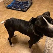 Thumbnail photo of Halo AKA Carson NKA Duke #2