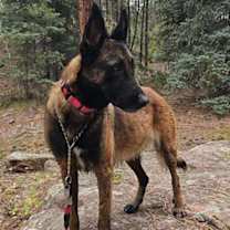 Thumbnail photo of Athena - Located in NM #3