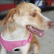 Thumbnail photo of Juliet #2