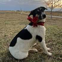 Thumbnail photo of Pinta #1