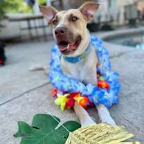 Thumbnail photo of Chip #1