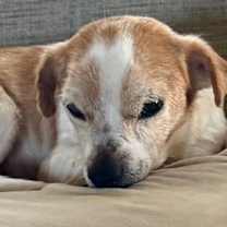 Thumbnail photo of Carolyn's Gherkin TX #4