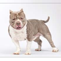 adopt-pet