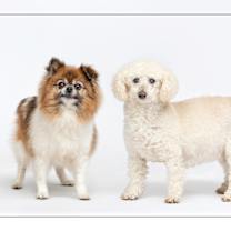 adopt-pet