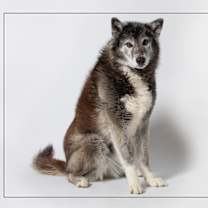 adopt-pet