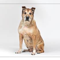 adopt-pet