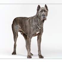 adopt-pet