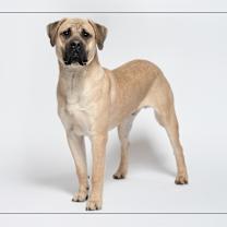 adopt-pet