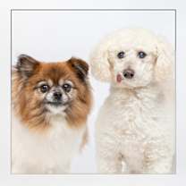 Thumbnail photo of Lulu #2