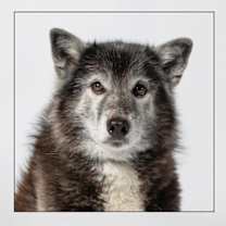 Thumbnail photo of Luna #2