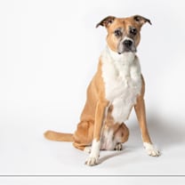 adopt-pet