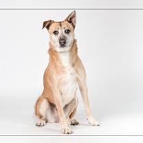 adopt-pet