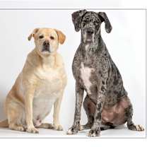 adopt-pet