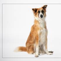 adopt-pet
