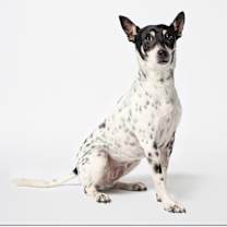 adopt-pet
