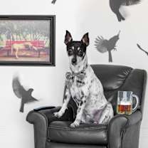 Thumbnail photo of Rags #4