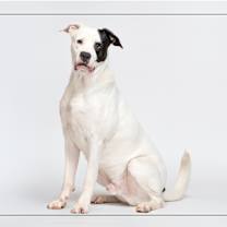 adopt-pet