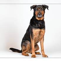 adopt-pet