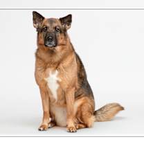 adopt-pet