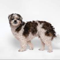 adopt-pet