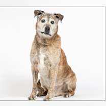 adopt-pet