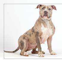 adopt-pet
