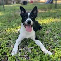 Thumbnail photo of Maverick #1